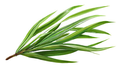 Fototapeta premium Natural Aromatic Tropical Herb for Cooking and Fragrance
