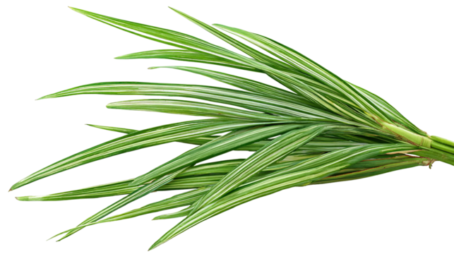 Natural Aromatic Tropical Herb for Cooking and Fragrance