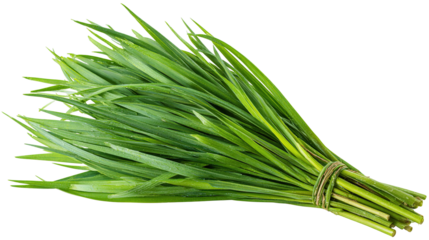 Stomach and small intestine zoom with skeleton anterior view