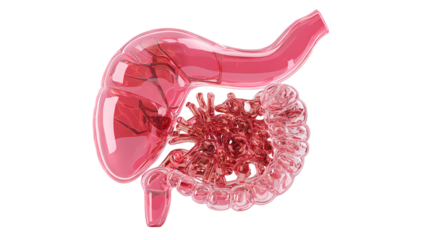 Stomach and small intestine zoom with skeleton anterior view