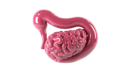 Stomach and small intestine zoom with skeleton anterior view