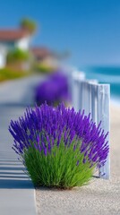 Vibrant Purple Lavender Blooms Flourish Beside a Wooden Fence on a Sunny Coastal Pathway with Ocean in the Background