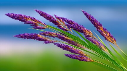 Close Up Macro View Of Pastel Colored Meadow Grass With Delicate Purple Flower Heads And Green Stems Against A Soft Blue And Green Background