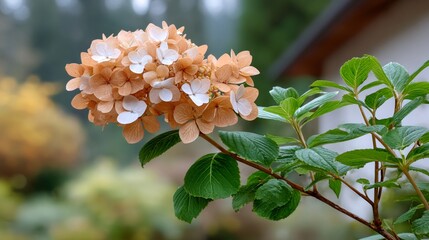 Hydrangea blossom with autumn leaves changing color