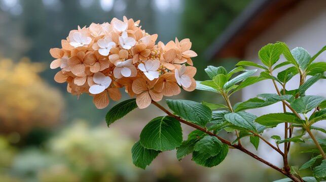 Hydrangea blossom with autumn leaves changing color - Powered by Adobe