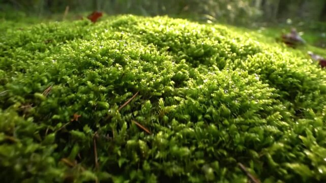 Dynamic slow camera movement gliding over a sprawling patch of diverse moss varieties, highlighting their rich textures and earthy color palette. Smooth tracking, textural emphasis