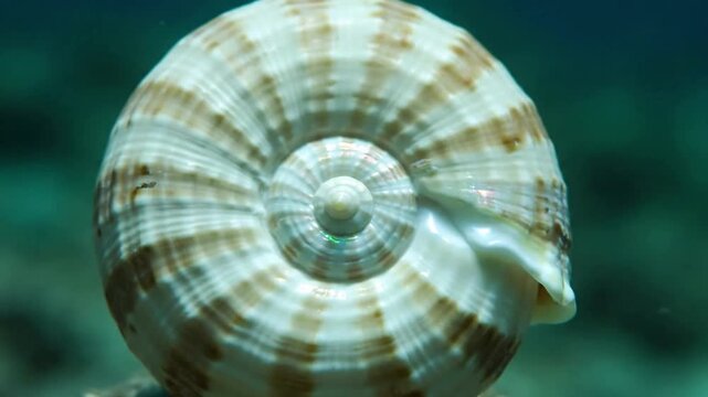 Underwater Perspective of a Large Conch Shell Resting Amidst Vibrant Coral and Swaying Seaweed Illustrating the tranquil beauty of a conch shell as an integral part of a thriving marine ecosystem,?