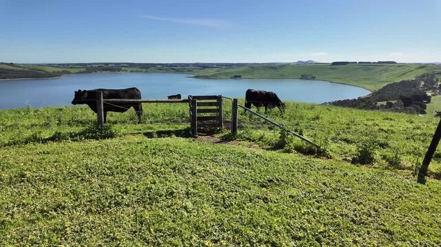 Cows grazing on green farmland overlooking Lake Bullen Merri near Camperdown in Australia. A tranquil rural landscape combining agriculture and volcanic terrain in Western Victorian Volcanic Plains