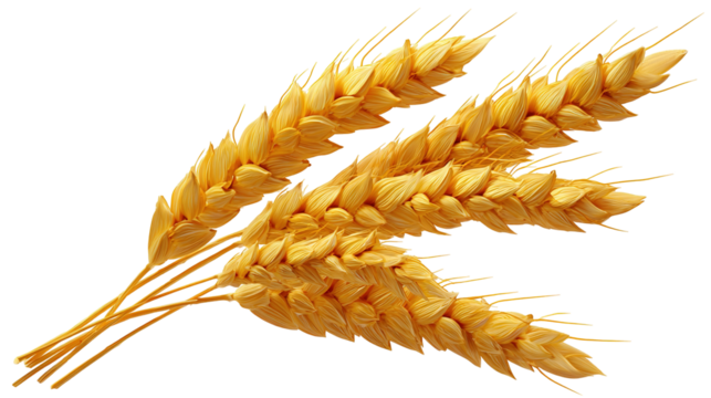 An ear of wheat isolated on transparent or white background, png