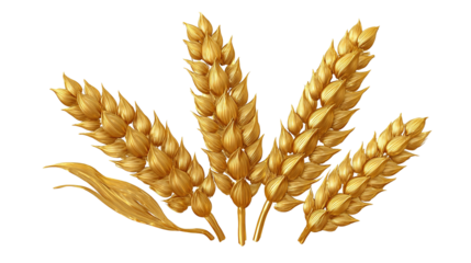 spikelets of wheat isolate on white background. Selection focus. food PNG
