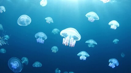 Mesmerizing bioluminescent jellyfish pulsating gracefully within a deep, dark ocean abyss, illuminating the surrounding water with ethereal light. Underwater footage capturing the serene dance of? - Powered by Adobe