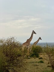 giraffe, masai mara
