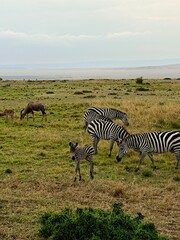 zebras and zebra