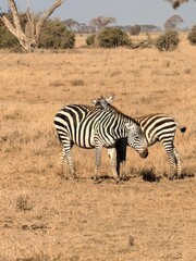 zebra in the savannah