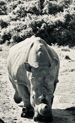 rhino in zoo