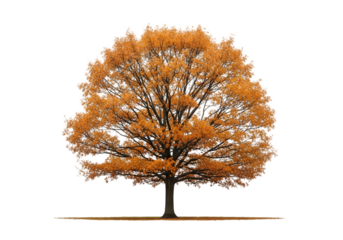 Striking tree with vibrant orange leaves evoking autumn's warmth, perfect for seasonal designs, nature projects, and creating a cozy, inviting atmosphere in your creative visuals