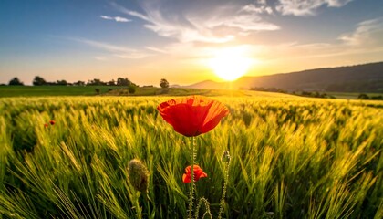 A vibrant red poppy blooms prominently in a sun-drenched field of wheat as the golden sun sets over distant hills