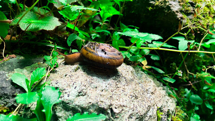 かたつむりの写真