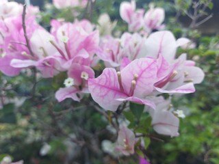 Fototapeta premium Soft pastel pink bougainvillea flowers blooming gracefully in a bright outdoor garden. The delicate tones and gentle lighting create a soothing botanical mood perfect for floral and nature concepts.