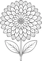 Detailed aster flower line art illustration for coloring book and floral art design