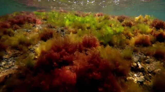 Underwater Algae Close up Macro perspective highlighting intricate textures, patterns, and vibrant natural colors of diverse algae species.