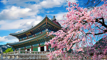 Gyeongbokgung Palace in Seoul, South Korea with Beautiful Pink Cherry Blossom Tree in Spring