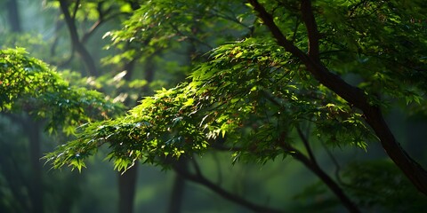 Obraz premium Sunlight beautifully illuminates vibrant green leaves on tree branches in a lush forest setting