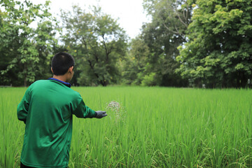 farmer hand hold chemical fertilize for using in green rice filed before harvesting. throw fertilize.