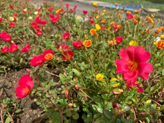 Vibrant Blooms: A Colorful Tapestry: A vivid and lively display of a diverse medley of colorful blooms, presenting a delightful natural view.