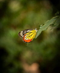 Close-Up of a Colorful Painted Jezebel Butterfly Resting on a Leaf