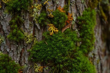 Moss and lichen on tree bark showing nature's intricate beauty closeup view