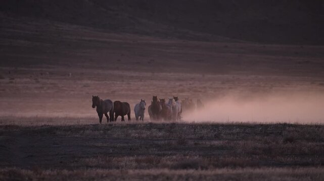 Wild horses kicking up dust as they run through the desert in Utah in slow motion.
