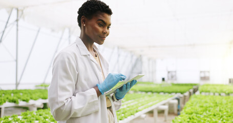 Black woman, tablet and scientist in greenhouse for inspection, review or vegetables for growth. Person, agriculture and sustainability with tech, app or check with gmo leafy greens for agro research
