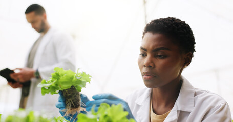 Science, woman or plant inspection in greenhouse for growth progress, crops experiment or research. Coworking, botanist or monitor vegetation for conservation, sustainable development or botany study