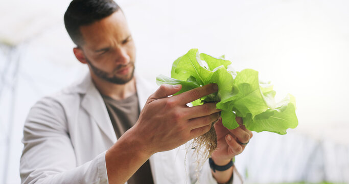 Science, hands and plant inspection in greenhouse for growth progress, crops experiment or research. Botanist, man or monitor vegetation for genome manipulation, sustainable development or agro study