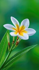 Naklejka premium Close up macro of a blooming white and yellow plumeria flower covered in sparkling water droplets against a soft green bokeh background in bright daylight