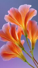 Exotic orange flower with sparkling droplets against a gradient purple and blue background macro photography showcasing delicate petals and stamen illuminated by soft light