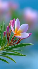 Fototapeta premium Macro Shot Of A Vibrant Tropical Pink Flower In Bloom With Dew Drops On Petals And Green Leaves Against A Soft Blue Blurred Background
