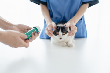 Professional vet doctor helps cat. owner cat holding pet on hands. Cat on examination table of...