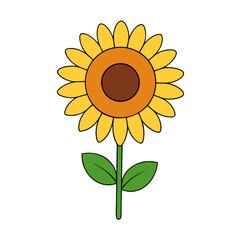 sunflower on white background