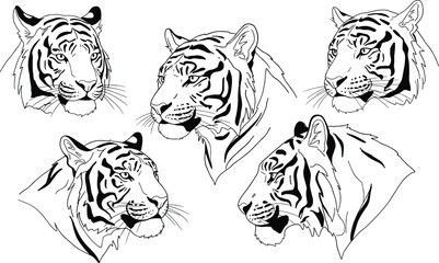 Tiger head illustration, wild animal drawing, black and white sketch, stylized tiger face, wildlife art, bold line artwork, predator profile