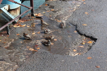 Urban sparrows bathing in a street puddle on a sunny day. Candid moment of wildlife adapting to city life.