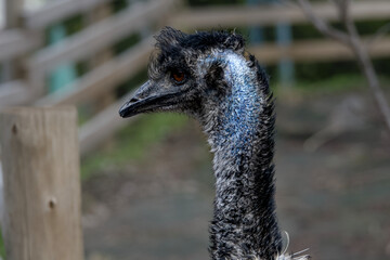 横を向くエミュー