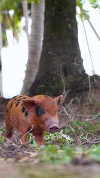 Cute small red and black kunekune piglet walking around, sniffing, and eating grass in a lush green natural environment with palm trees, showing the innocent curiosity of a young farm animal