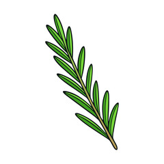 rosemary isolated on white background