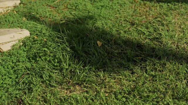 Dark flag shadow moves gently over a green lawn in bright daylight. Patriotism, remembrance, public ceremonies, elections, protests, or civic life. No people. clean natural background. LGBTQ