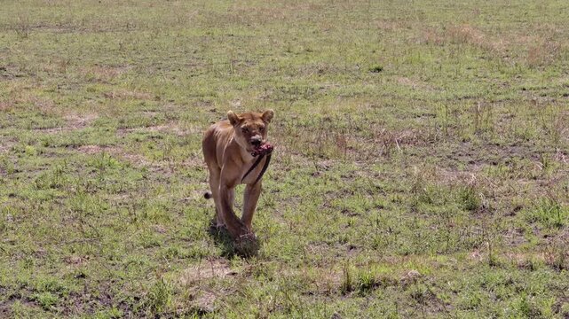 lioness carries the horns of a springbuck in its mouth