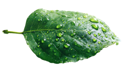 green leaf with drops of water on White background