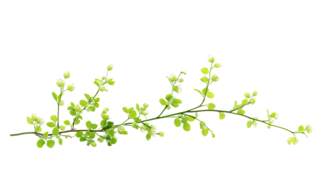 Spring flowers painting blossom showing colorful floral artwork with blooming petals and vibrant seasonal nature detail isolated on white background
