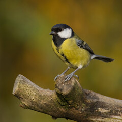Obraz premium a close up portrait of a great tit, Parus major, as it is perched on an old log. The natural colours of the out of focus background compliment the bird
